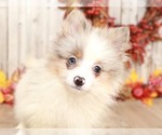 Small #1 Pomeranian