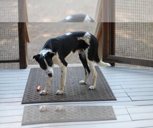 Wall_E - Male Border Collie-Unknown Mix Dog for Adoption - Photo #2