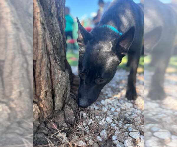 Medium Photo #1 German Shepherd Dog-Unknown Mix Puppy For Sale in San Bernardino, CA, USA