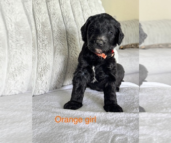 Medium Photo #9 Golden Mountain Doodle  Puppy For Sale in SOMERSET, TX, USA