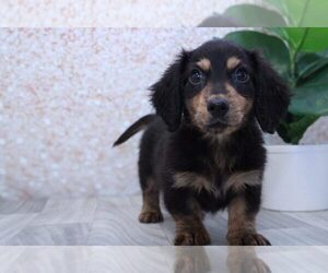 Dachshund Puppy for sale in MARIETTA, GA, USA