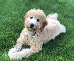 Goldendoodle Puppy for sale in PARAMUS, NJ, USA