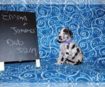 Small Photo #1 Great Dane Puppy For Sale in LAKE CITY, FL, USA