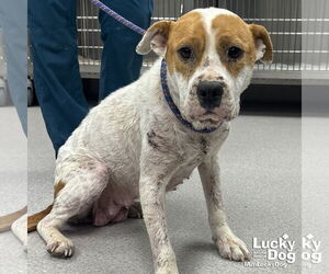 Mutt Dogs for adoption in Washington, DC, USA