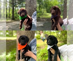 Labrador Retriever Puppy for Sale in PICKENS, South Carolina USA