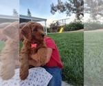 Puppy Puppy 2 Red Goldendoodle (Miniature)