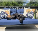 Small #2 American Pit Bull Terrier-Labrador Retriever Mix