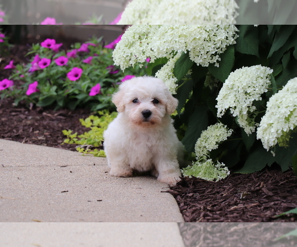 Medium Photo #2 Bichon Frise Puppy For Sale in HUMBOLDT, IL, USA
