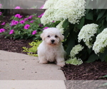 Small #1 Bichon Frise