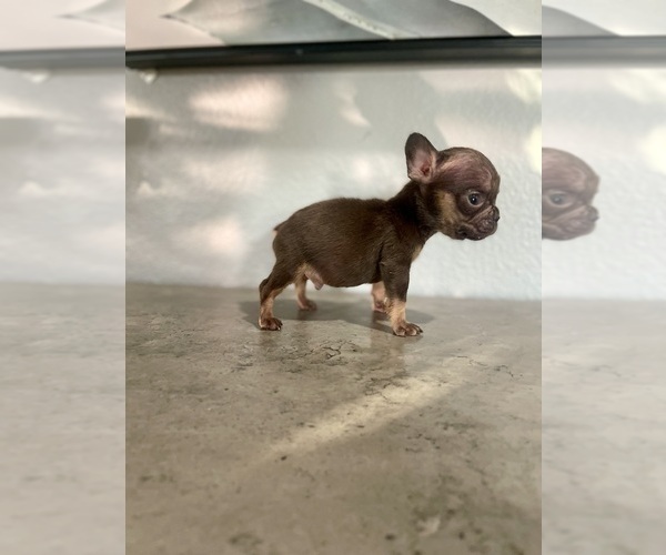 Medium Photo #6 French Bulldog Puppy For Sale in EASTVALE, CA, USA