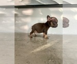Small #5 French Bulldog