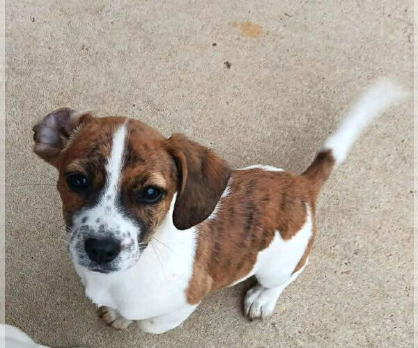 Medium Photo #1 Bea-Tzu Puppy For Sale in Wakefield, RI, USA