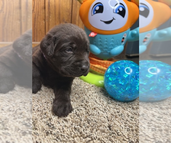 Medium Photo #7 Labrador Retriever Puppy For Sale in NEOLA, WV, USA