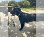 Small #1 Labrador Retriever Mix