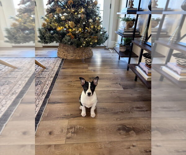 Medium Photo #1 Mutt Puppy For Sale in Salt Lake City, UT, USA