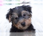 Small Yorkshire Terrier