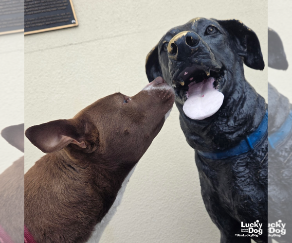 Medium Photo #14 Retriever -Unknown Mix Puppy For Sale in Washington, DC, USA