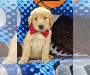 Golden Retriever Puppy for sale in COLERAIN, PA, USA