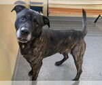 Small #2 American Pit Bull Terrier-Labrador Retriever Mix