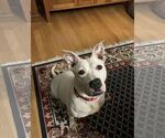Small #4 Mutt
