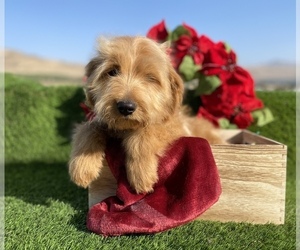 Goldendoodle Dog for Adoption in PORTERVILLE, California USA