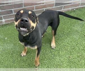 American Staffordshire Terrier-Unknown Mix Dogs for adoption in Grand Prairie, TX, USA