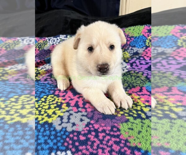 Medium Photo #5 German Shepherd Dog Puppy For Sale in PIEDMONT, MO, USA