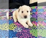 WinterWonderlan - Female German Shepherd Dog Puppy for Sale - Photo #5