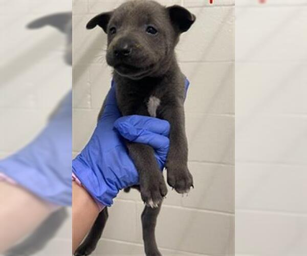 Medium Photo #2 Siberian Husky-Unknown Mix Puppy For Sale in Houston, TX, USA