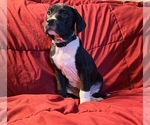 Puppy Hades Catahoula Leopard Dog-German Shorthaired Pointer Mix