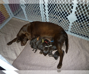 Mother of the Labradoodle puppies born on 09/13/2019
