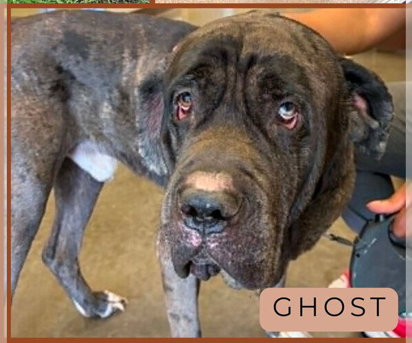 Medium Photo #9 Great Dane-Neapolitan Mastiff Mix Puppy For Sale in Rockaway, NJ, USA