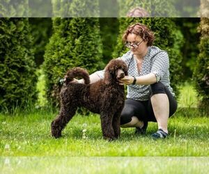 Poodle (Standard) Dog for Adoption in Zalesie Gorne, Mazovia Poland