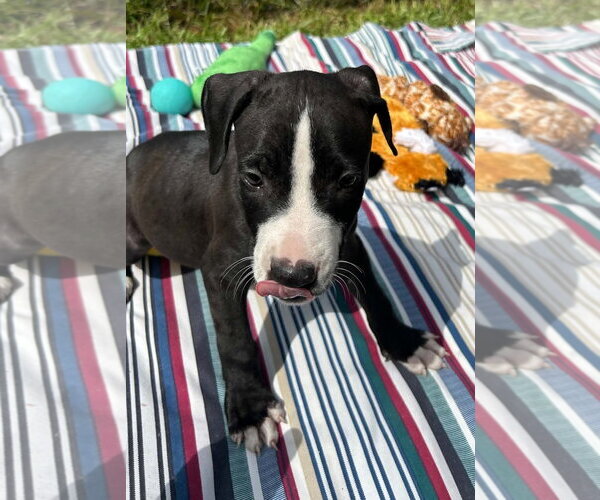 Medium Photo #3 Labrador Retriever-Unknown Mix Puppy For Sale in Tarrytown, GA, USA