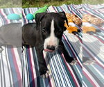 Small #2 Labrador Retriever Mix