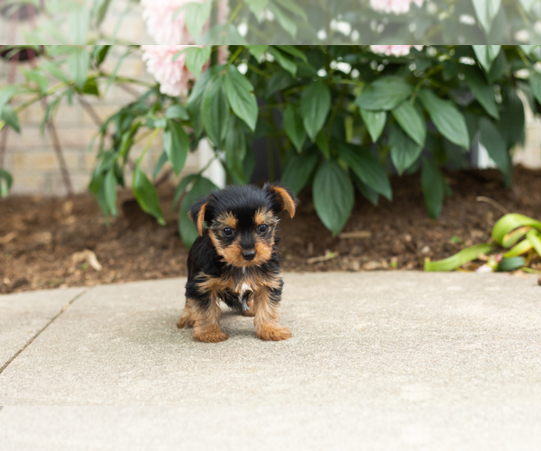 Medium Photo #2 Yorkshire Terrier Puppy For Sale in NAPPANEE, IN, USA