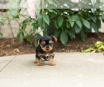 Small #1 Yorkshire Terrier