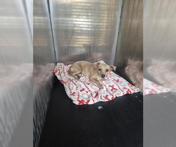 Medium Photo #1 Chihuahua-Unknown Mix Puppy For Sale in San Antonio, TX, USA