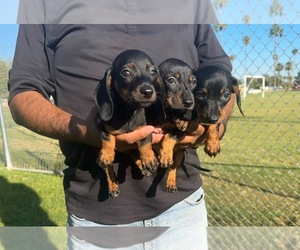 Dachshund Puppy for sale in CHANDLER, AZ, USA