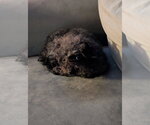 Small #2 Mutt