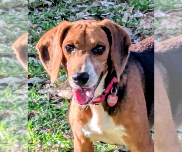 Medium Photo #8 Beagle-Unknown Mix Puppy For Sale in Dunnellon, FL, USA