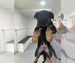 Puppy Diesel German Shepherd Dog