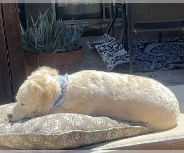 Medium Photo #4 Poodle (Miniature)-Unknown Mix Puppy For Sale in Corona, CA, USA