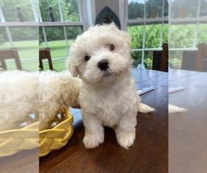 Maltipoo Puppy for sale in GREENVILLE, NC, USA