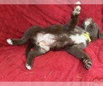 Small Photo #16 Borador Puppy For Sale in MARION, VA, USA