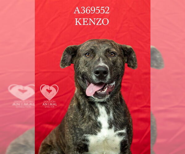 Medium Photo #2 Mutt Puppy For Sale in Stockton, CA, USA