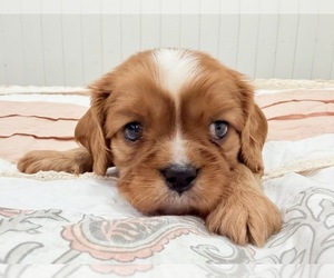 Medium Cavalier King Charles Spaniel