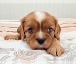 Puppy Wager Cavalier King Charles Spaniel