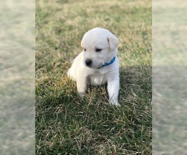 Medium Photo #1 Goberian-Golden Labrador Mix Puppy For Sale in ROSSVILLE, IN, USA