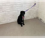Small Labrador Retriever Mix